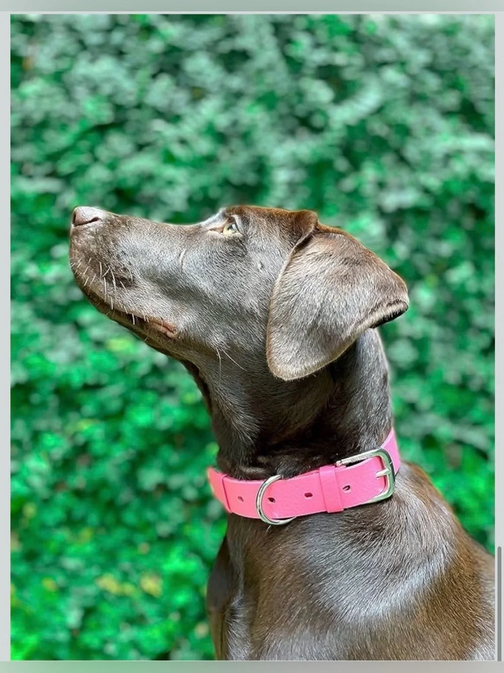 Tuff Pupper Classic Heavy Duty Dog Collar | 10x Stronger Than Leather | 100% Wat